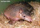 Armadillo