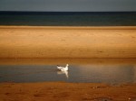 Strand Groede/Breskens