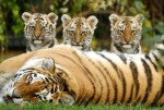 Tiger with cubs